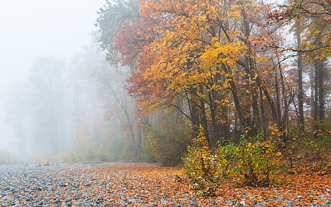 misty forest during daytime thumbnail