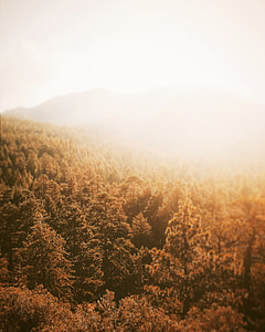 bright sun with trees during day time thumbnail