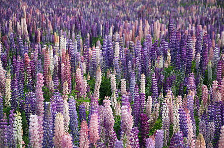 top view of pink and purple flower fields thumbnail