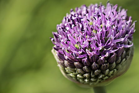 purple petaled flower selective-focus photography thumbnail
