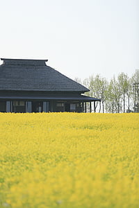 green, leaves, field, house, home, trees thumbnail