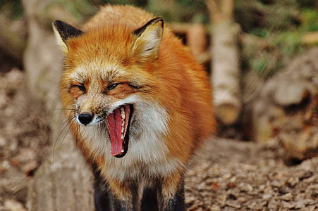 shallow focus photography of fox thumbnail