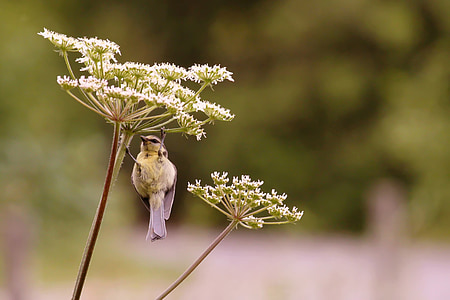 white and brown bird on white cluster flower thumbnail