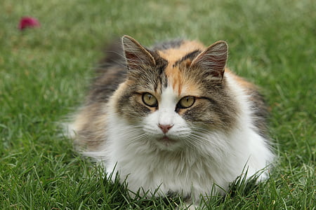 medium-coated white, brown, and orange cat thumbnail