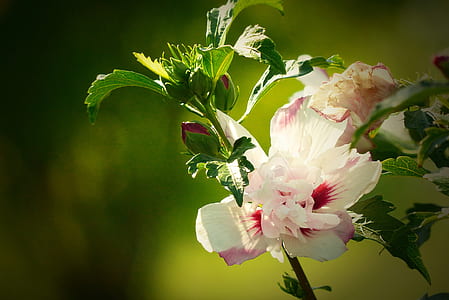 selective focus photograph of pink and white rose mallows flower thumbnail
