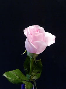 Pink rose against black background. thumbnail