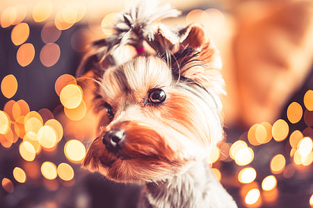 Wonderful Christmas Portrait of Cute Yorkshire Terrier thumbnail