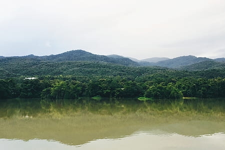 wood, dawn, landscape, nature thumbnail