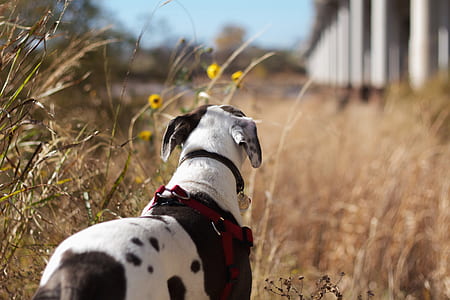 medium short-coated white and black dog on brown grass near poles thumbnail