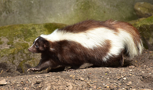 brown and white skunk on brown sand thumbnail