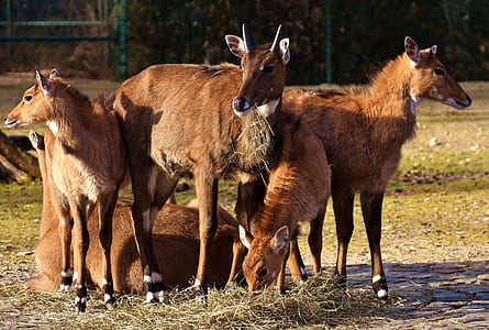 five gray deers thumbnail