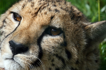 cheetah in closeup photography thumbnail