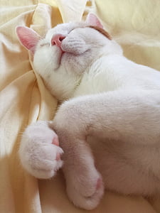 short-coated white cat thumbnail