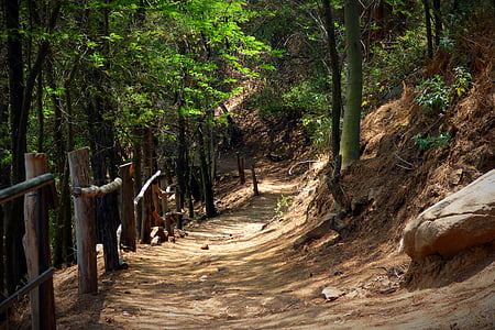 dirt road surrounding green leaf trees at daytime thumbnail