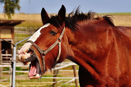 horse opening mouth thumbnail