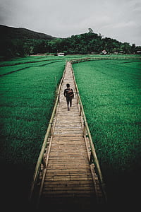 man walking at the footbridge surrounded by rice paddy thumbnail
