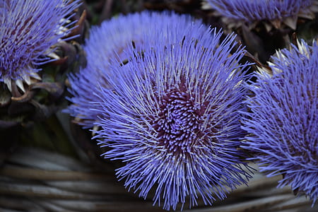 close up photography of purple flower thumbnail