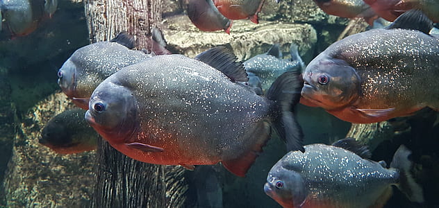 school of red-bellied piranha fish thumbnail