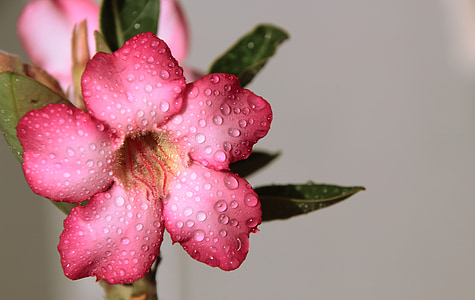 shallow focus photography of pink petaled flower thumbnail