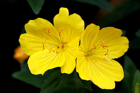 focus photo of yellow petaled flowers thumbnail