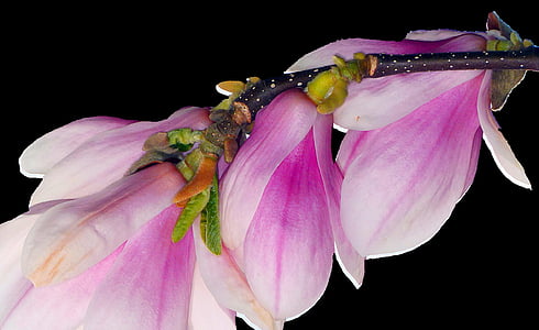 pink magnolias in bloom close up photo thumbnail
