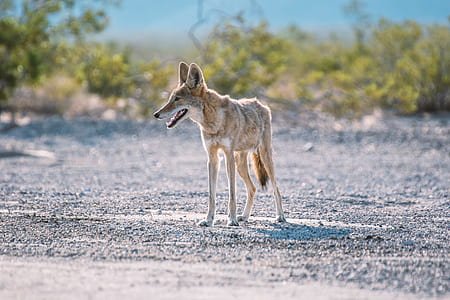 selective focus photography of dog standing on gravel thumbnail