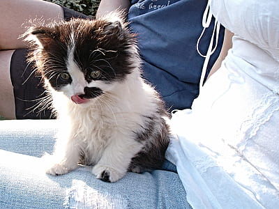 white and black Persian kitten on person's lap thumbnail