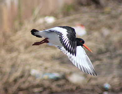 selective focus photography of white and black flying bird during daytime thumbnail