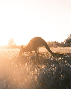 photo of brown kangaroo thumbnail