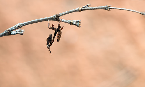 Geistermantis, Phyllocrania Paradoxa thumbnail