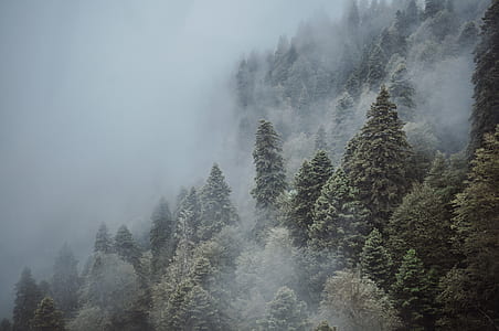 green trees with fog thumbnail