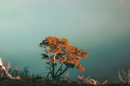 brown leafed tree on top of mountain thumbnail