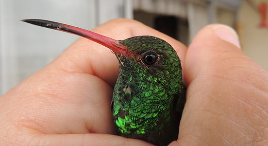 person holding green hummingbird thumbnail