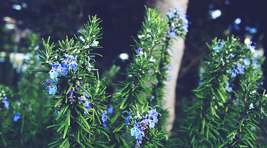 shallow focus photo of blue flowers thumbnail
