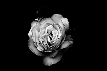 grayscale photo of flower thumbnail