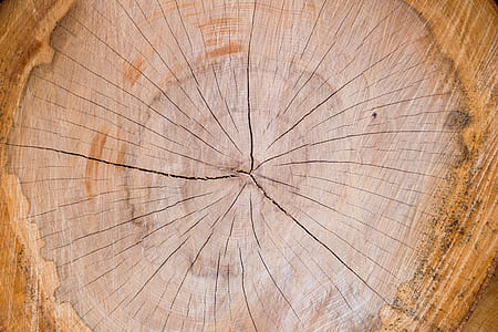 brown tree stump thumbnail
