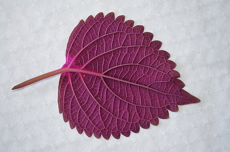 purple leaf plant thumbnail