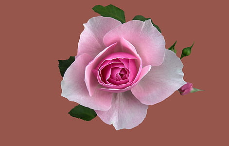 closeup photo of pink rose thumbnail