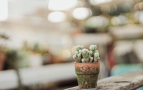 shallow focus photography of cactus on brown pot thumbnail