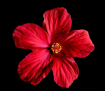 red Hibiscus flower thumbnail