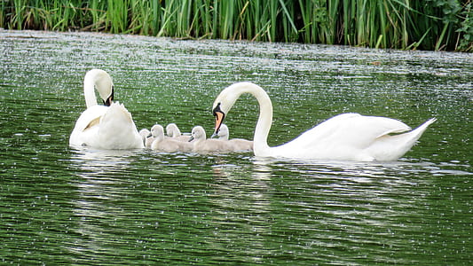 two duck with ducklings on body of water thumbnail
