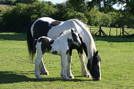white and black horse on green grass during daytime thumbnail
