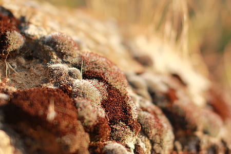 shallow focus photography of rocks thumbnail