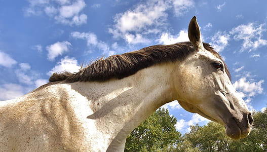 close up photography of horse under blue and white clouds thumbnail