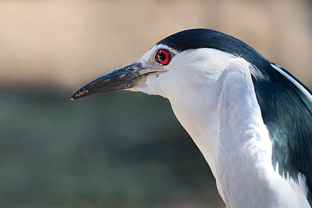 Shallow Focus Photo of Black-Crowned Night-Heron thumbnail