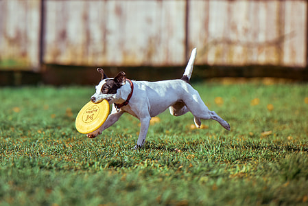 Dog Catching Frisbee thumbnail