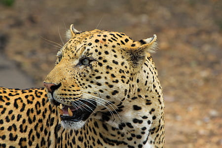 nature, animal, predator, leopard thumbnail