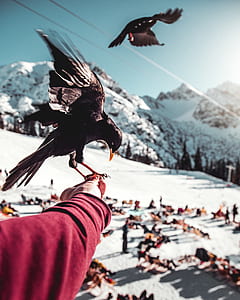 black bird on hand thumbnail