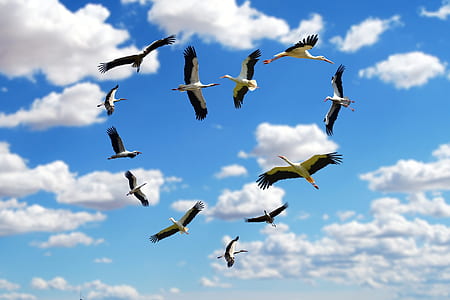 group of white-and-black crane birds forming hearts under cloudy sky thumbnail