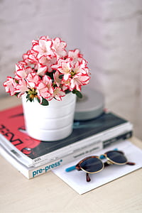 depth of field photo of white-and-red flowers in white pot thumbnail